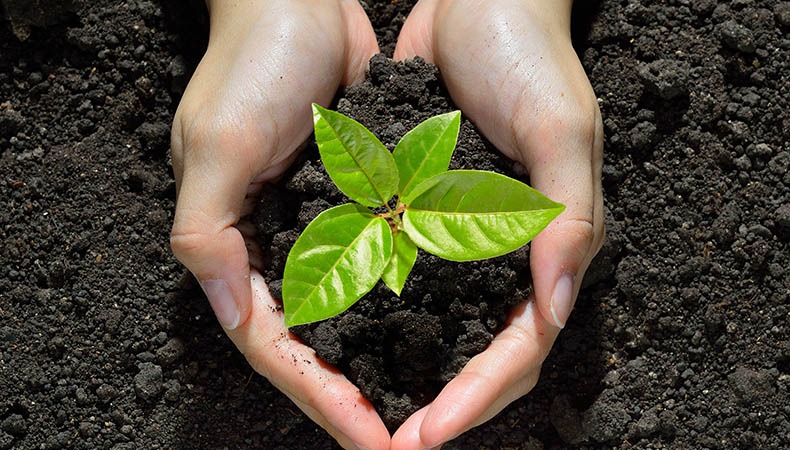 Let’s Plant 100k Trees!