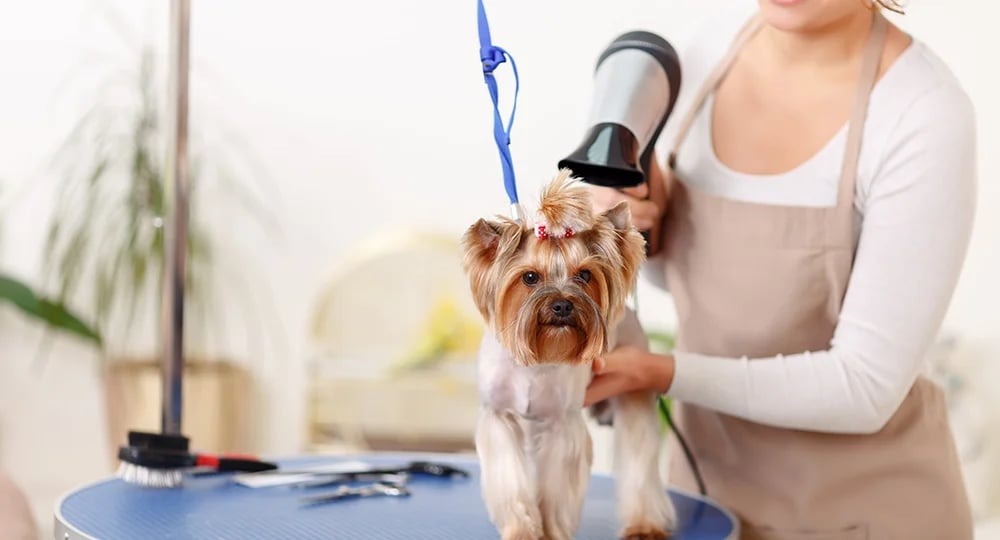 Pet grooming services