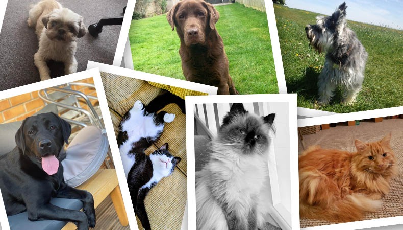 Meet the Incentivesmart Pets!